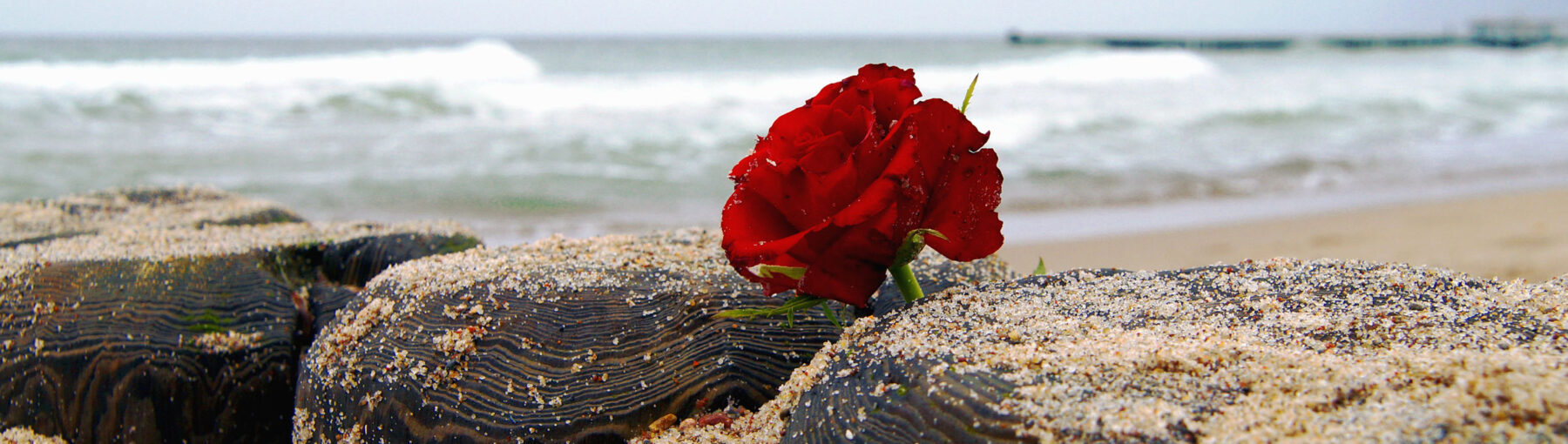 Rose am Strand nach einer Seebestattung