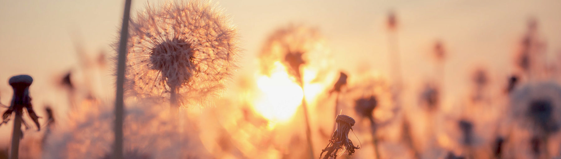 Pusteblumen auf einem Feld